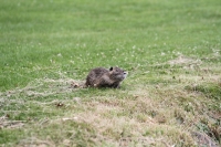 Visualiser l'album 11e National : Sur les greens et les fairways…